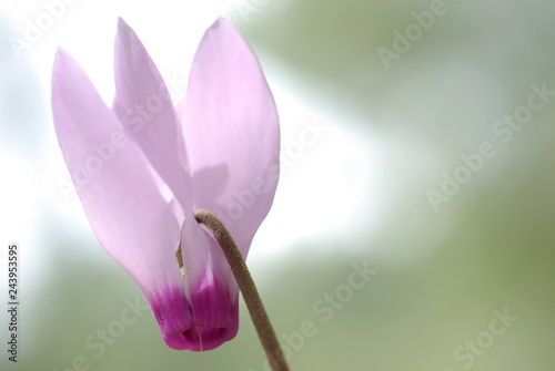 Cyclamen persicum Persian Violets 