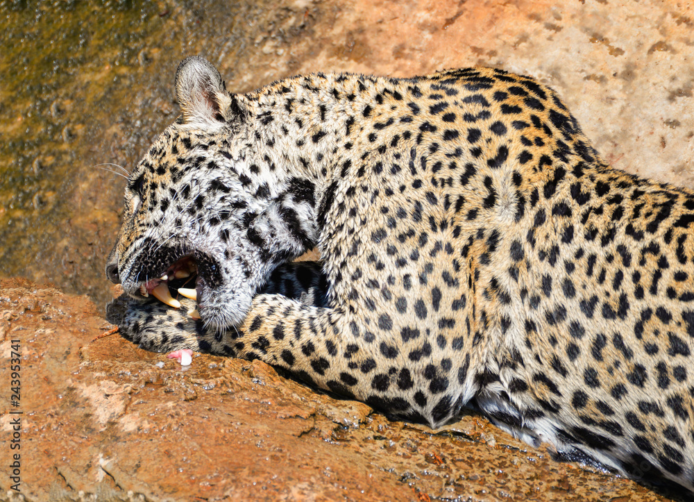 jaguar animal hunting eating its prey / jaguar sitting on rock tiger eats  raw meat Stock Photo | Adobe Stock