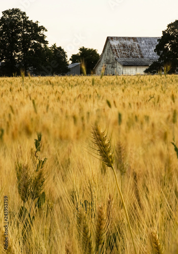 field of wheat