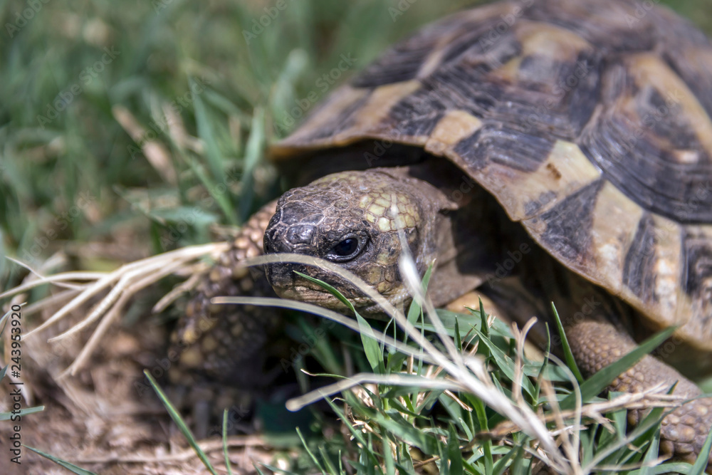Hermann's Tortoise subsp. The Dalmatian Tortoise (Testudo hermanni hercegovinensis) Hermann's Tortoise subsp. The Dalmatian Tortoise (Testudo hermanni hercegovinensis)