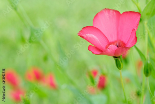 Red garden flower © Photos by L