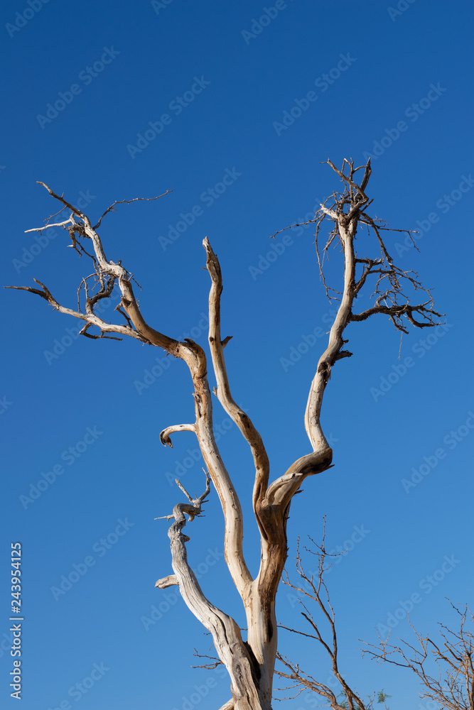 Baum im Tal des Todes, Kalifornien, USA Baum im Tal des Todes, Kalifornien, USA