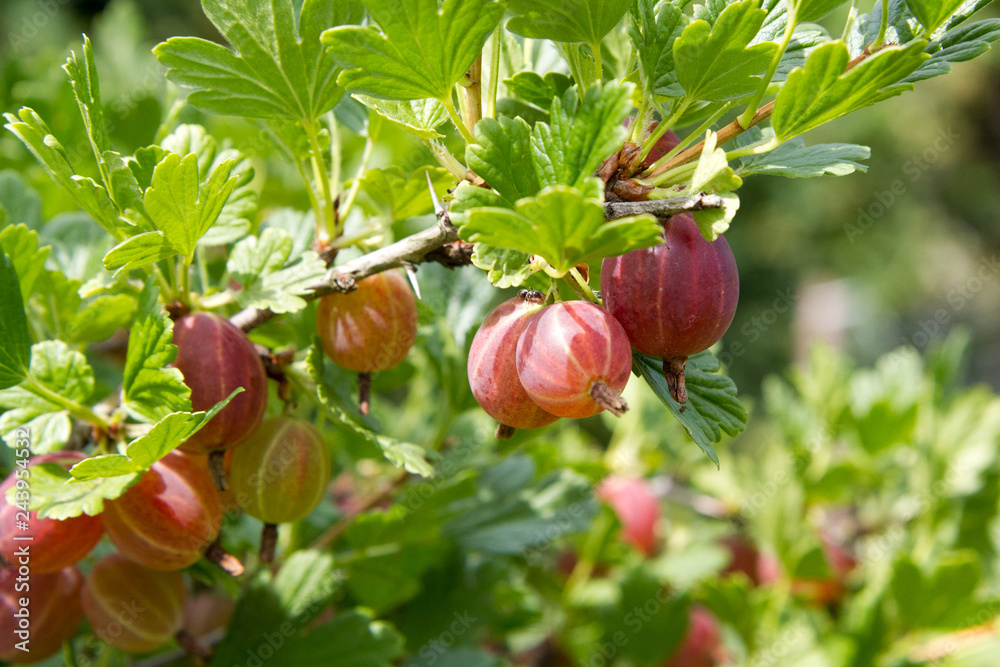 Ripening yellow-red gooseberries on a bush. The gooseberry with scientific names Ribes uva-crispa (and Ribes grossularia), is a species of Ribes (which also includes the currants). Ripening yellow-red gooseberries on a bush. The gooseberry with scientific names Ribes uva-crispa (and Ribes grossularia), is a species of Ribes (which also includes the currants).