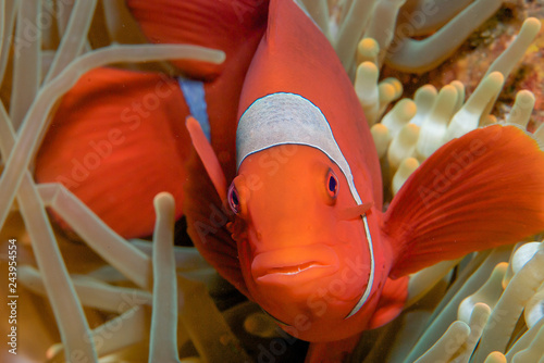 Spinecheek Anemone fish photo