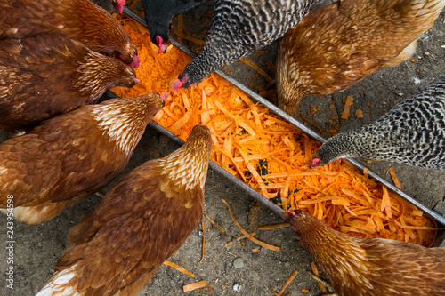Chickens feeding on carrot peels
