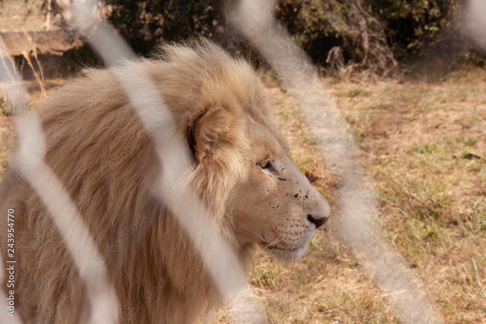 Loins in a predator park