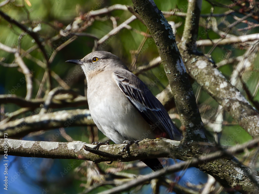 Northern Mockingbird Northern Mockingbird