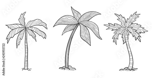 Set tropical palm trees with leaves, mature and young plants, black silhouettes isolated on white background. Sketch style for your design.