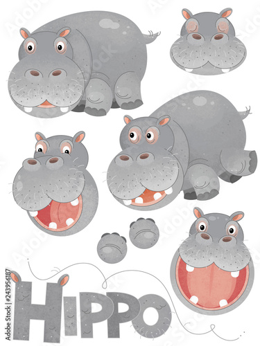 cartoon scene with set of hippos on white background with sign name of animal - illustration for children