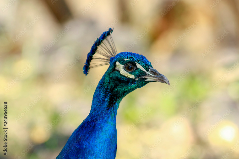 Close up of a beautiful peacock looking at the camera Close up of a beautiful peacock looking at the camera