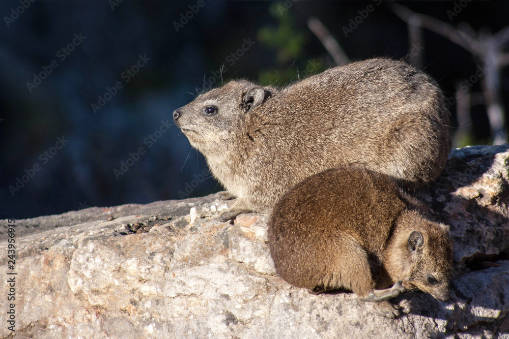 Hyrax basking in the sun, also known as dassie in Southern Africa Hyrax basking in the sun, also known as dassie in Southern Africa