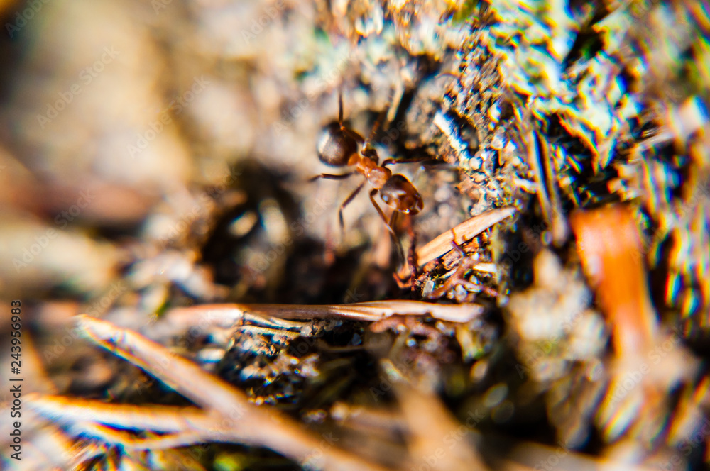 Forest ant in action motion on mossy ground surface Forest ant in action motion on mossy ground surface