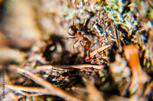 Forest ant in action motion on mossy ground surface © YKD