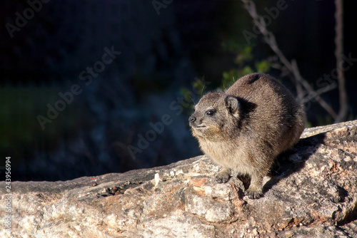 Hyrax basking in the sun, also known as dassie in Southern Africa