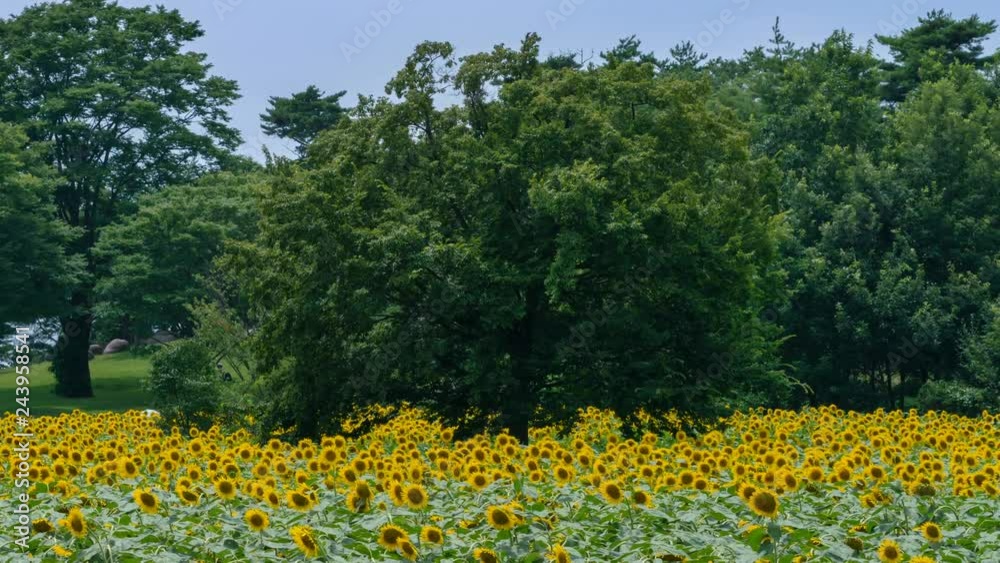 Timelapse of Sunflower Field in the Woods Wide Shot -Zoom Out- Timelapse of Sunflower Field in the Woods Wide Shot -Zoom Out-