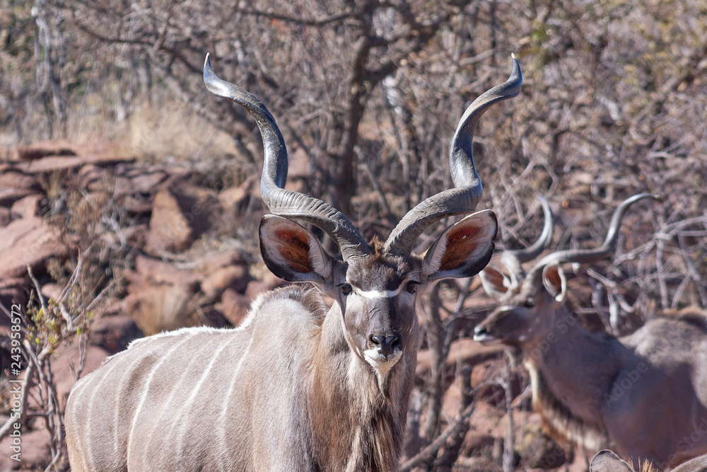 Herd of kudu's in the wild Herd of kudu's in the wild