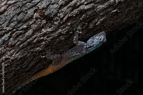 Close up view of a blue headed agama lizard (bloukop koggelmander) photo