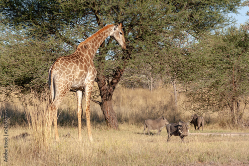 Giraffe in the savannah - South Africa