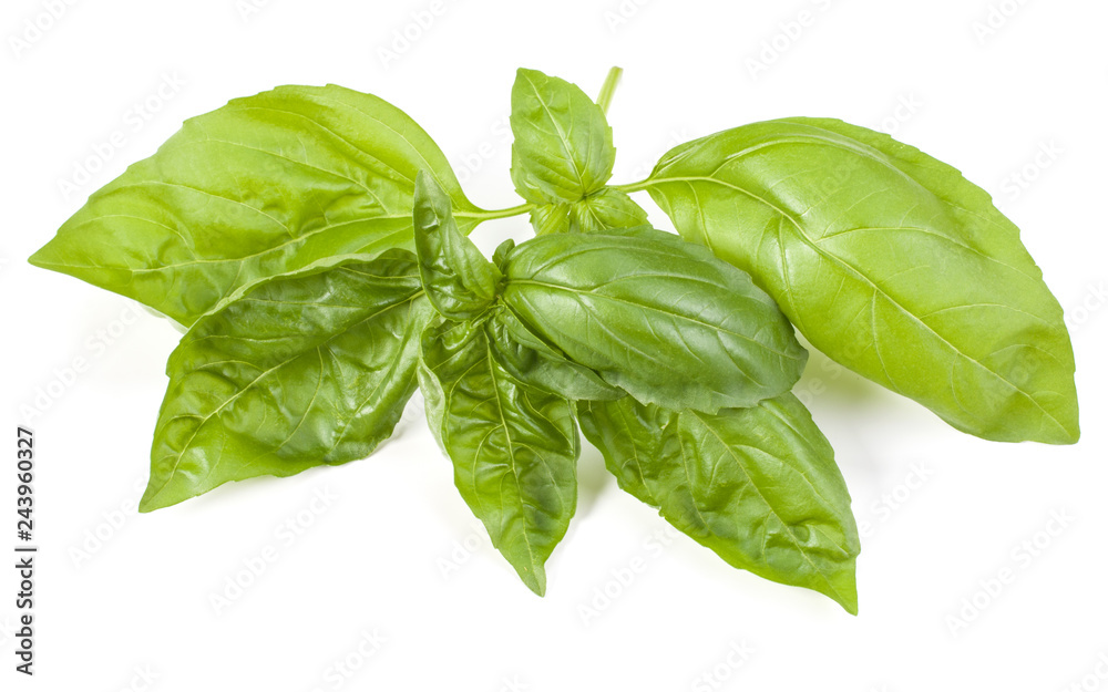 sweet basil herb leaves isolated on white background. Genovese basil leaf. sweet basil herb leaves isolated on white background. Genovese basil leaf.
