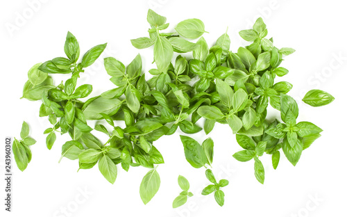 Sweet Genovese basil leaves background arrangement isolated on white. Top view.