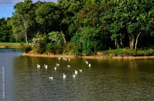 Natureza, Park Tingui em Curitiba - Brasil photo