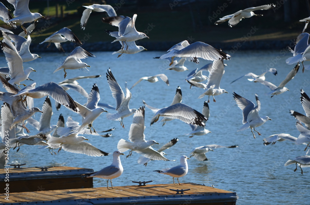 Fototapeta premium seagulls on the lake