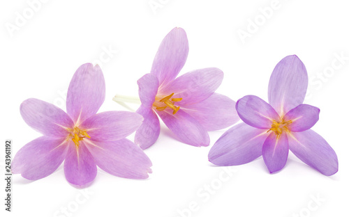 lilac crocus flowers isolated on white background