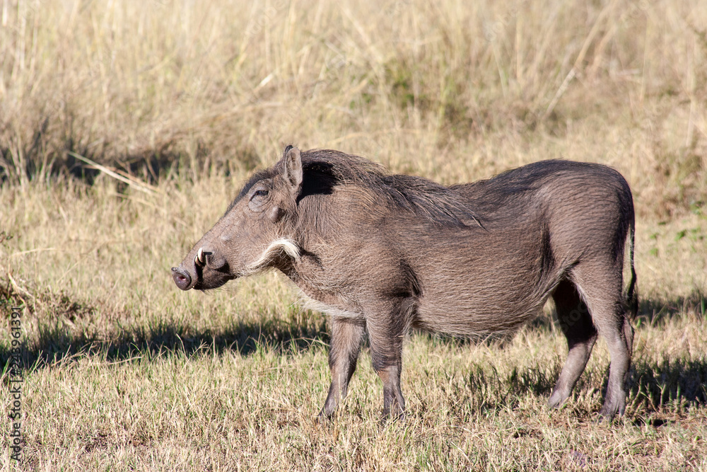 Fototapeta premium Warthog grazing in grass