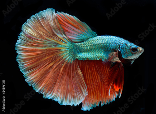 halfmoon betta fish, siamese fighting fish, betta splendens photo