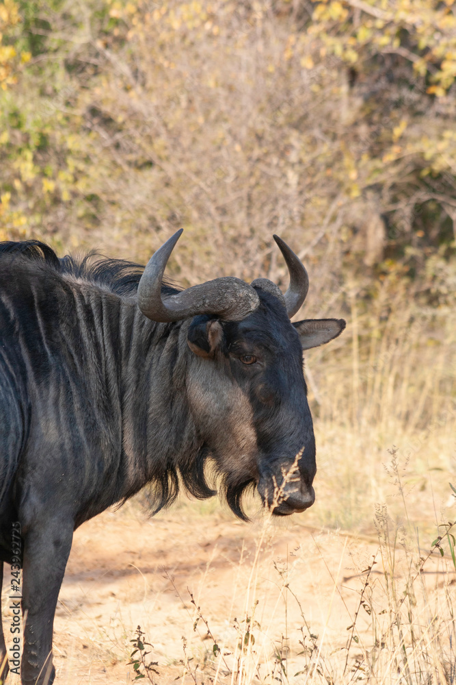 Close up of a Blue Wildebeest Close up of a Blue Wildebeest