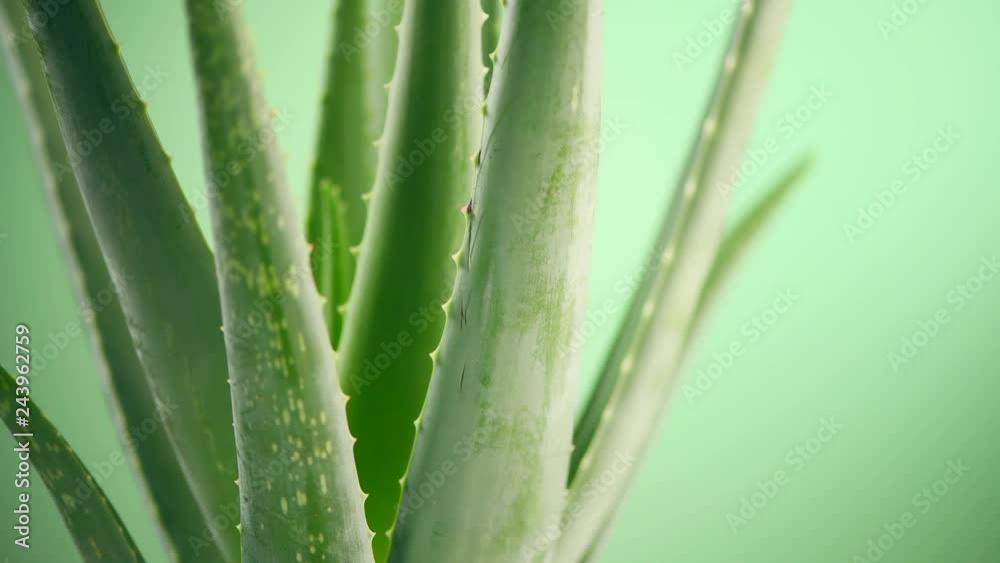 Aloe Vera closeup. Aloevera plant rotated on green background. Natural organic renewal cosmetics, alternative medicine. Skincare concept. 4K UHD video footage. 3840X2160 Aloe Vera closeup. Aloevera plant rotated on green background. Natural organic renewal cosmetics, alternative medicine. Skincare concept. 4K UHD video footage. 3840X2160