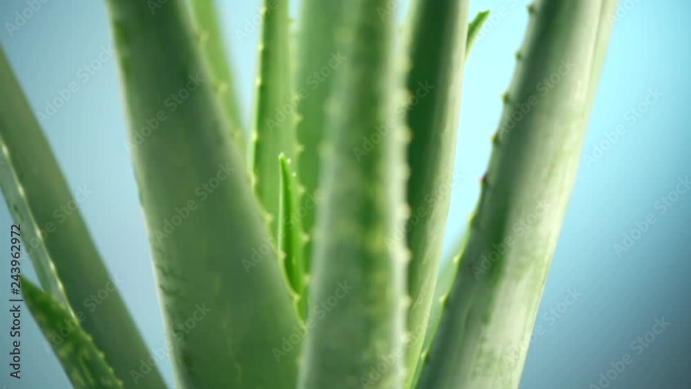 Aloe Vera closeup. Aloevera plant rotated on blue background. Natural organic renewal cosmetics, alternative medicine. Skincare concept. 4K UHD video footage. 3840X2160 Aloe Vera closeup. Aloevera plant rotated on blue background. Natural organic renewal cosmetics, alternative medicine. Skincare concept. 4K UHD video footage. 3840X2160