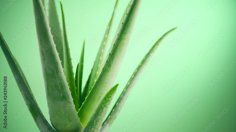 Aloe Vera closeup. Aloevera plant rotated on green background. Natural organic renewal cosmetics, alternative medicine. Skincare concept. 4K UHD video footage. 3840X2160 Aloe Vera closeup. Aloevera plant rotated on green background. Natural organic renewal cosmetics, alternative medicine. Skincare concept. 4K UHD video footage. 3840X2160
