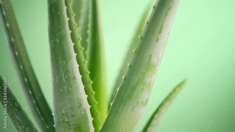 Aloe Vera closeup. Aloevera plant rotated on green background. Natural organic renewal cosmetics, alternative medicine. Skincare concept. 4K UHD video footage. 3840X2160 Aloe Vera closeup. Aloevera plant rotated on green background. Natural organic renewal cosmetics, alternative medicine. Skincare concept. 4K UHD video footage. 3840X2160