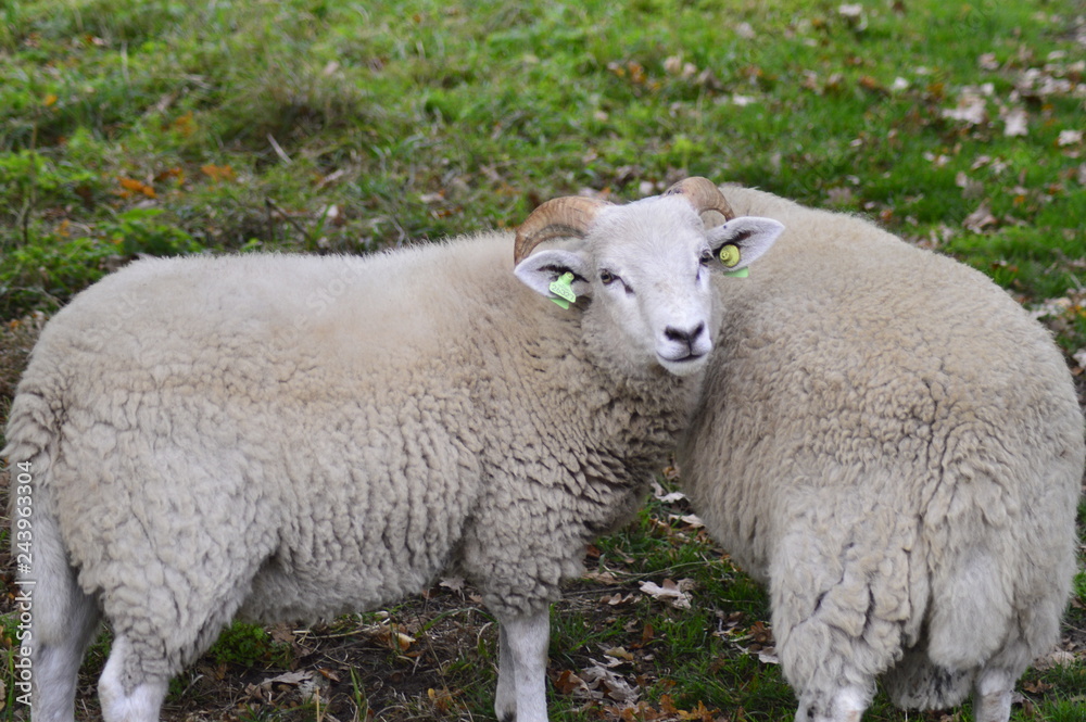 portrait of a sheep in the Netherlands, spend weekend outside of the city with fresh air and nature background. Date time and morning. portrait of a sheep in the Netherlands, spend weekend outside of the city with fresh air and nature background. Date time and morning.