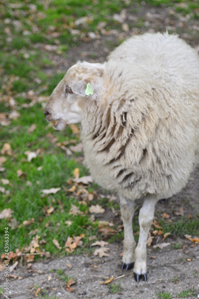 Obraz premium portrait of a sheep in the Netherlands, spend weekend outside of the city with fresh air and nature background. Date time and morning.