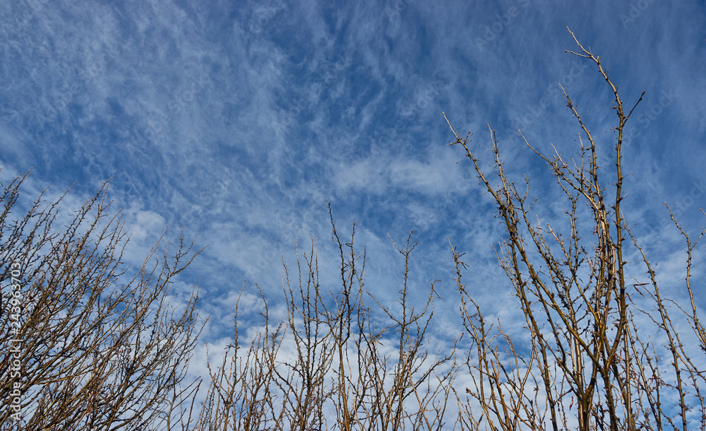 Obraz premium Twiggy trees standing in the crisp winter sky.
