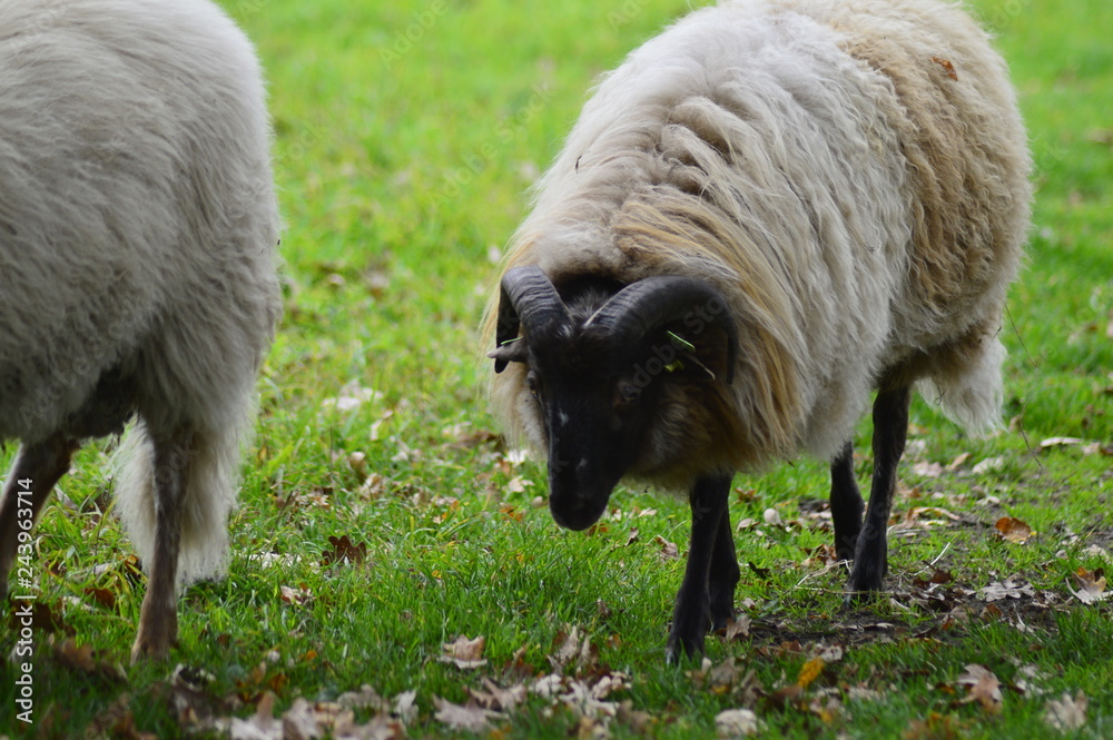 Obraz premium portrait of a sheep in the Netherlands, spend weekend outside of the city with fresh air and nature background. Date time and morning.