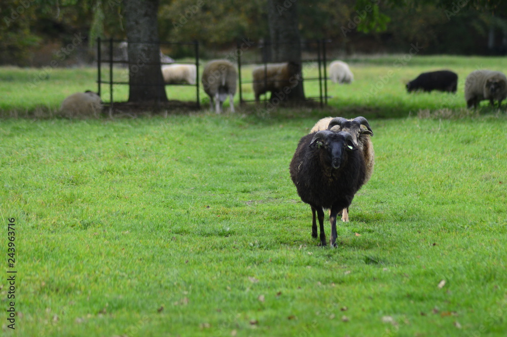 Obraz premium portrait of a sheep in the Netherlands, spend weekend outside of the city with fresh air and nature background. Date time and morning.