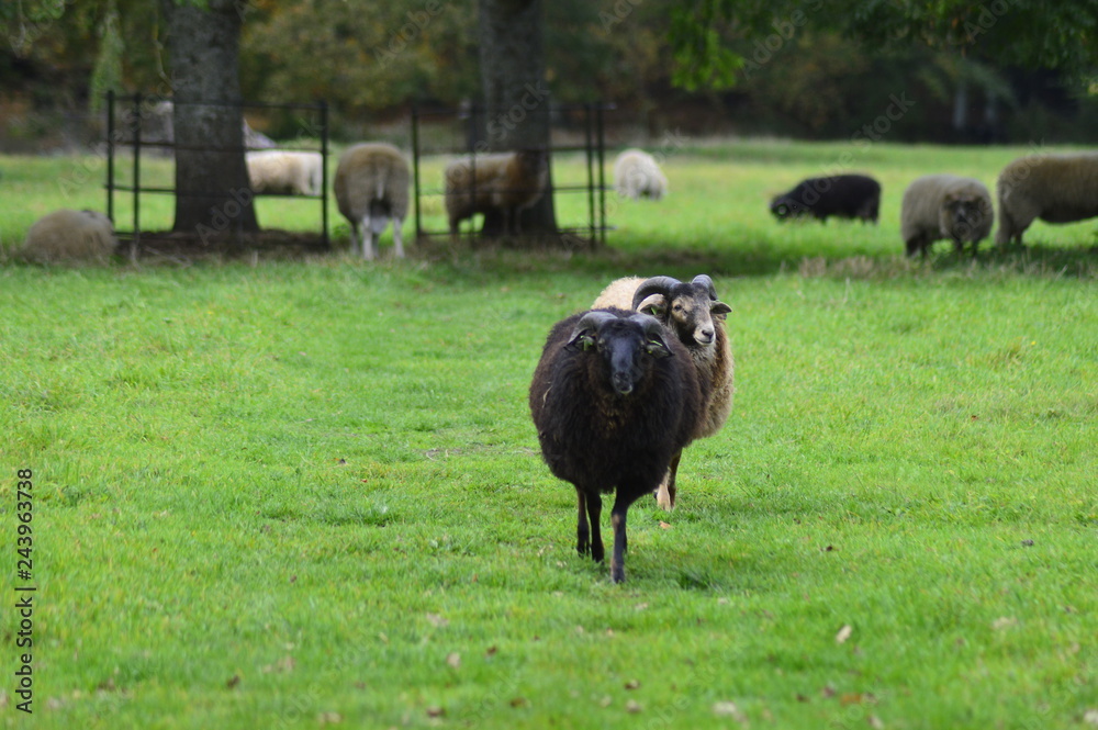 Fototapeta premium portrait of a sheep in the Netherlands, spend weekend outside of the city with fresh air and nature background. Date time and morning.