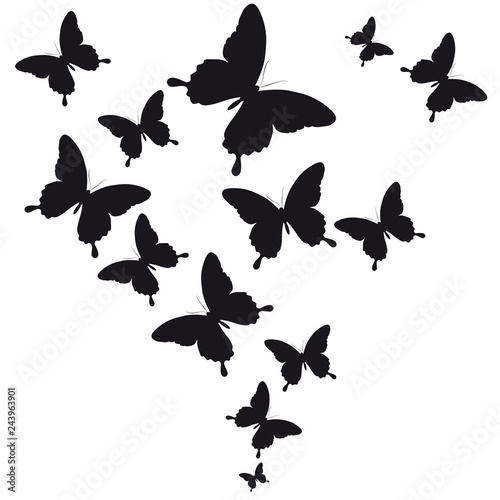 black butterfly, isolated on a white