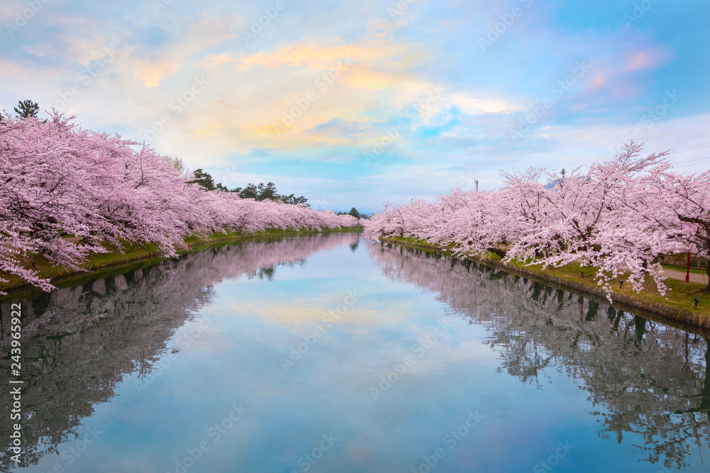 Full bloom Sakura - Cherry Blossom at Hirosaki park, Japan Full bloom Sakura - Cherry Blossom at Hirosaki park, Japan
