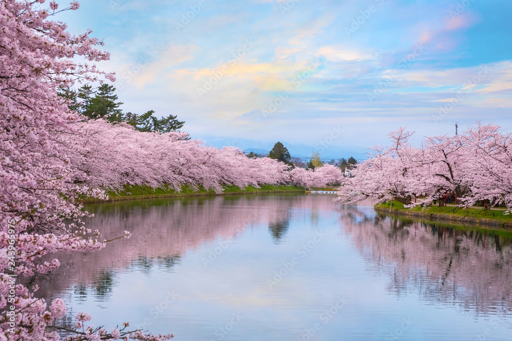Naklejka premium Pełny kwiat Sakura - Czereśniowy okwitnięcie przy Hirosaki parkiem, Japonia