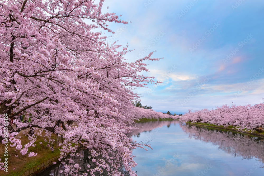 Fototapeta premium Pełny kwiat Sakura - Cherry Blossom w Hirosaki park, Japonia