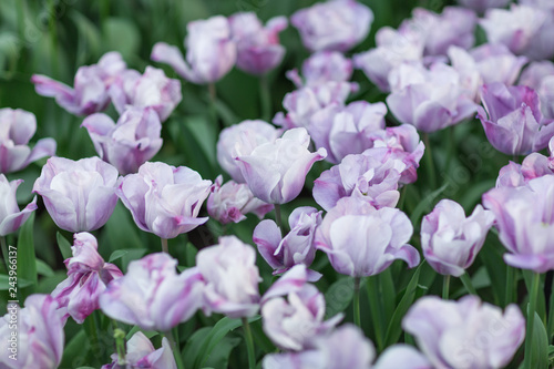 Violet and white tulips close-up