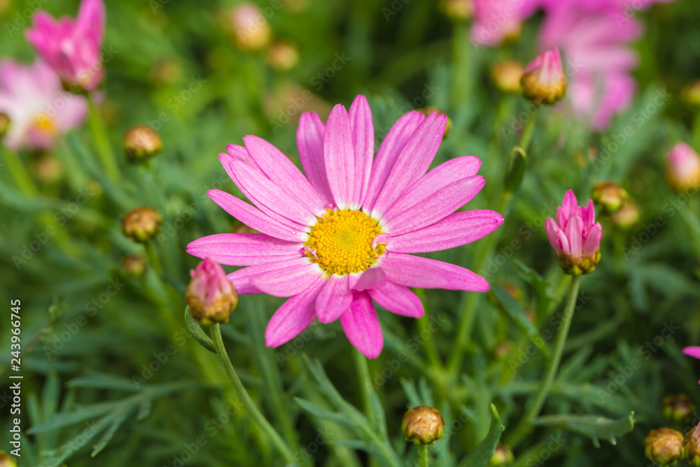 Blooming chrysanthemum Argyranthrmum frutescens Blooming chrysanthemum Argyranthrmum frutescens