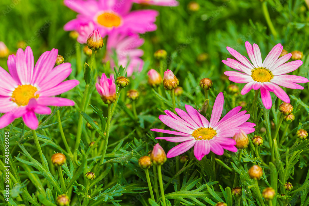 Fototapeta premium Blooming chrysanthemum Argyranthrmum frutescens