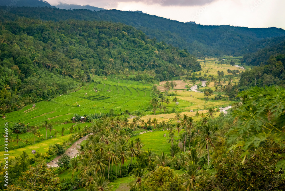 Stunning Rice Terraces of Pupuan, Bali.  The farming village of Pupuan features beautiful and dramatic rice terraces in a scenic valley of western Bali, Indonesia.