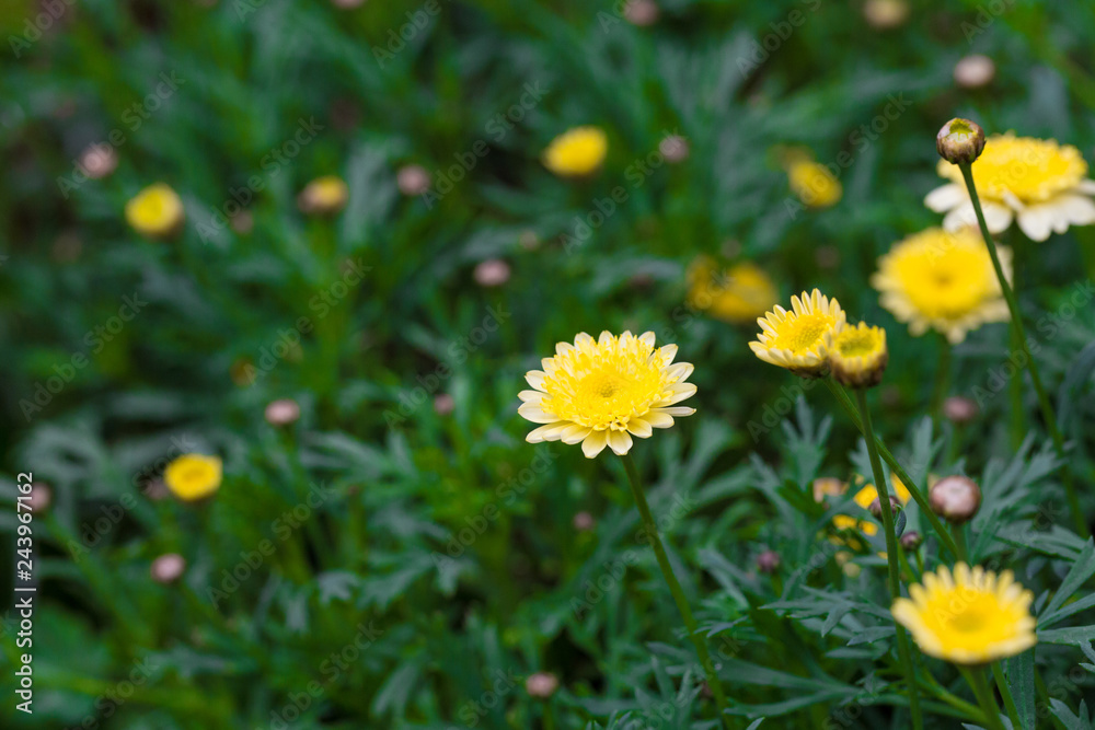 Blooming chrysanthemum Argyranthrmum frutescens Blooming chrysanthemum Argyranthrmum frutescens