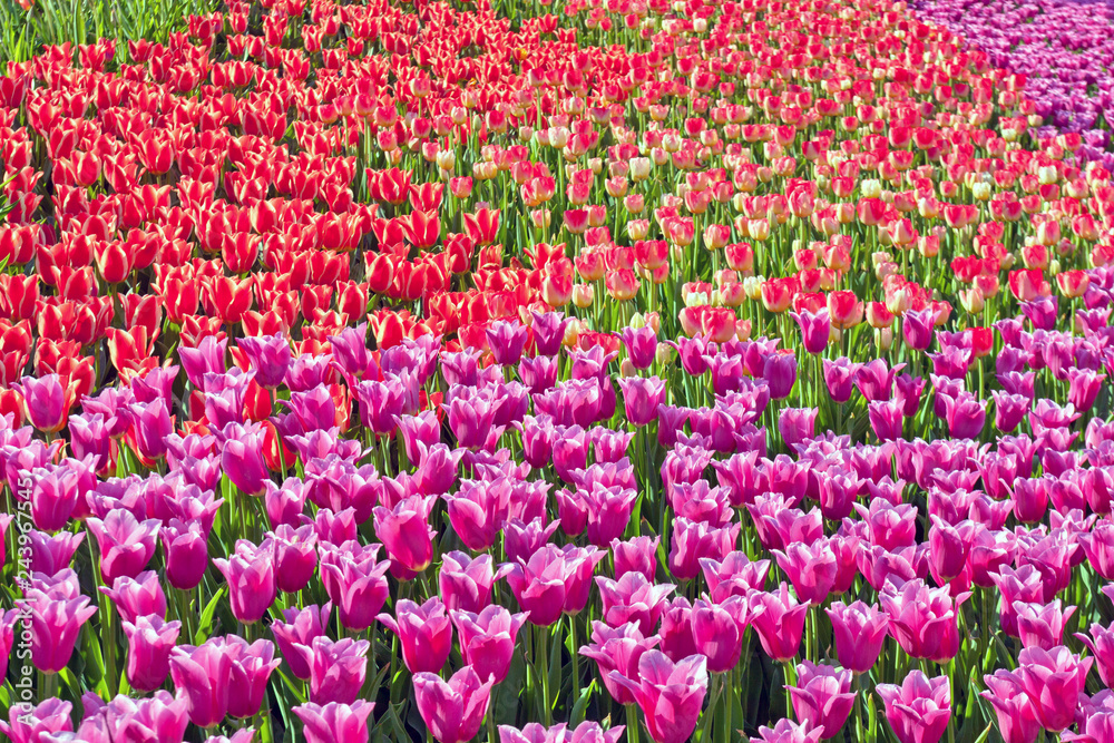 Tulips park Keukenhof multicolor Tulips park Keukenhof multicolor